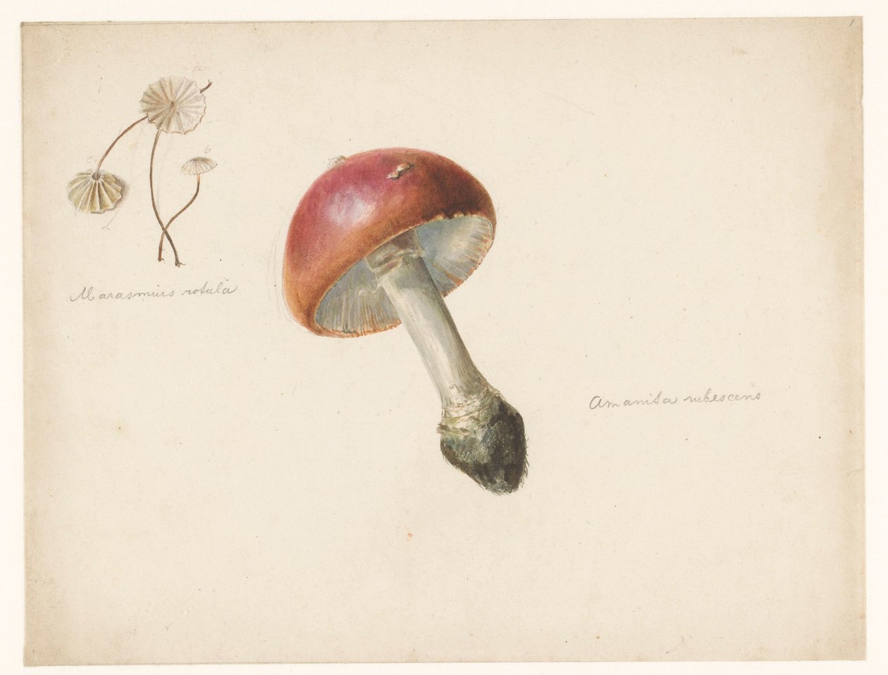 Foglio di studio con funghi, l