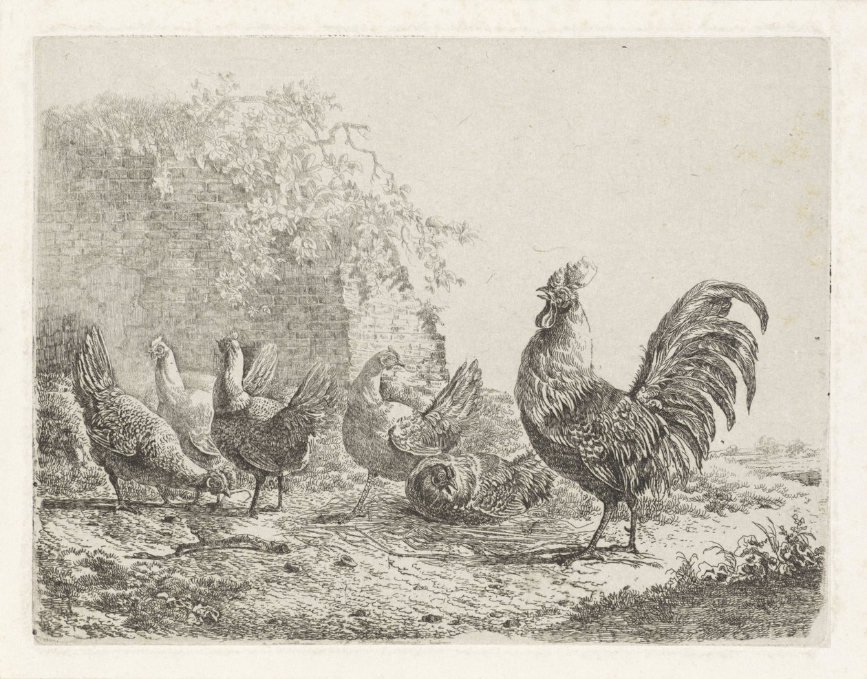 Gallo con cinque galline da Albertus Verhoesen