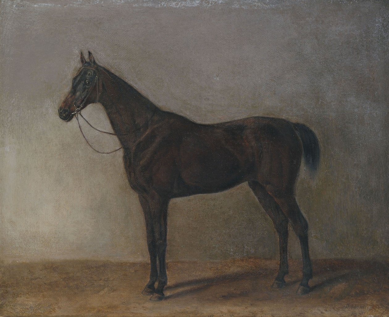 Cavallo baio da Albrecht Adam