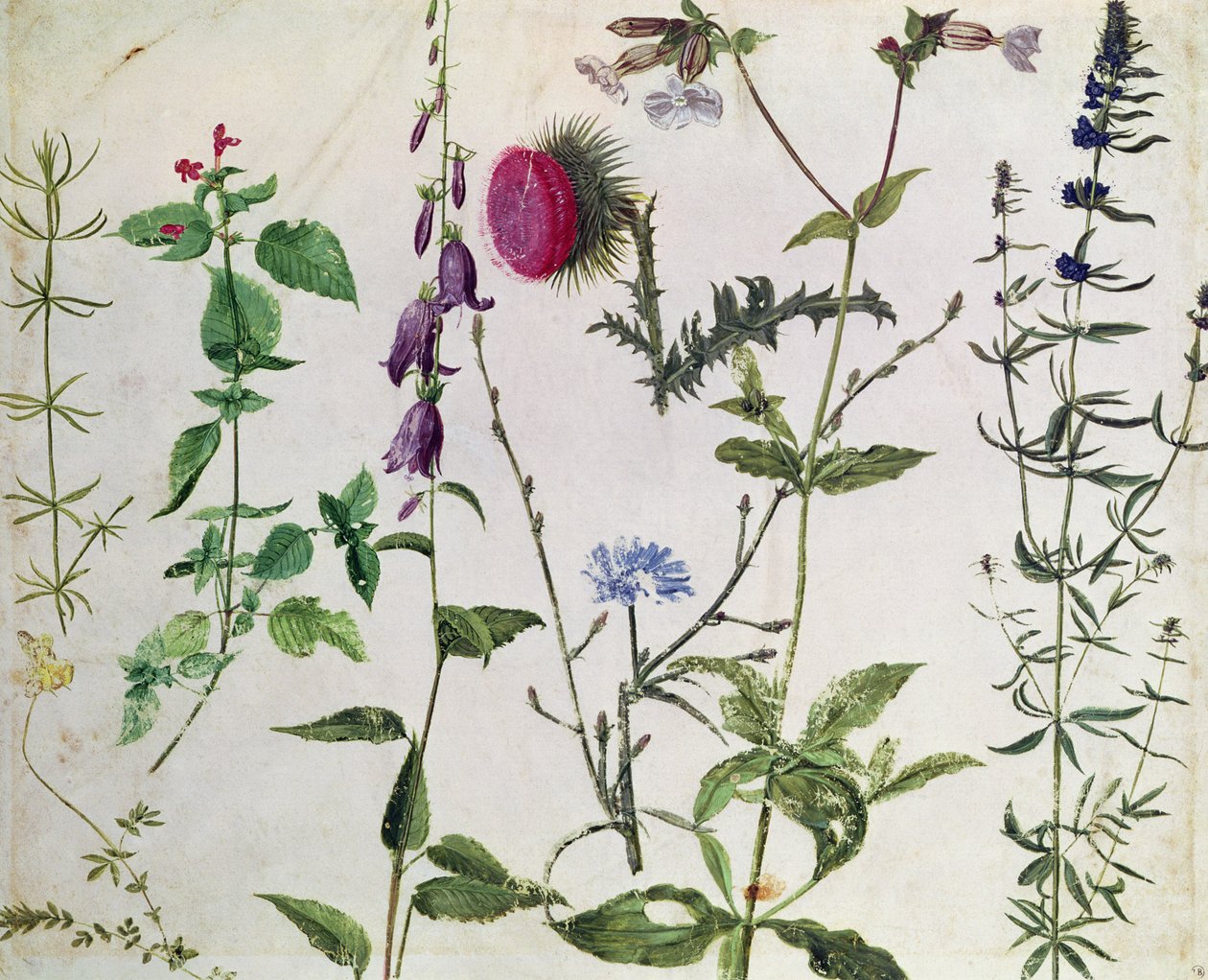 Otto studi di fiori selvatici da Albrecht Dürer