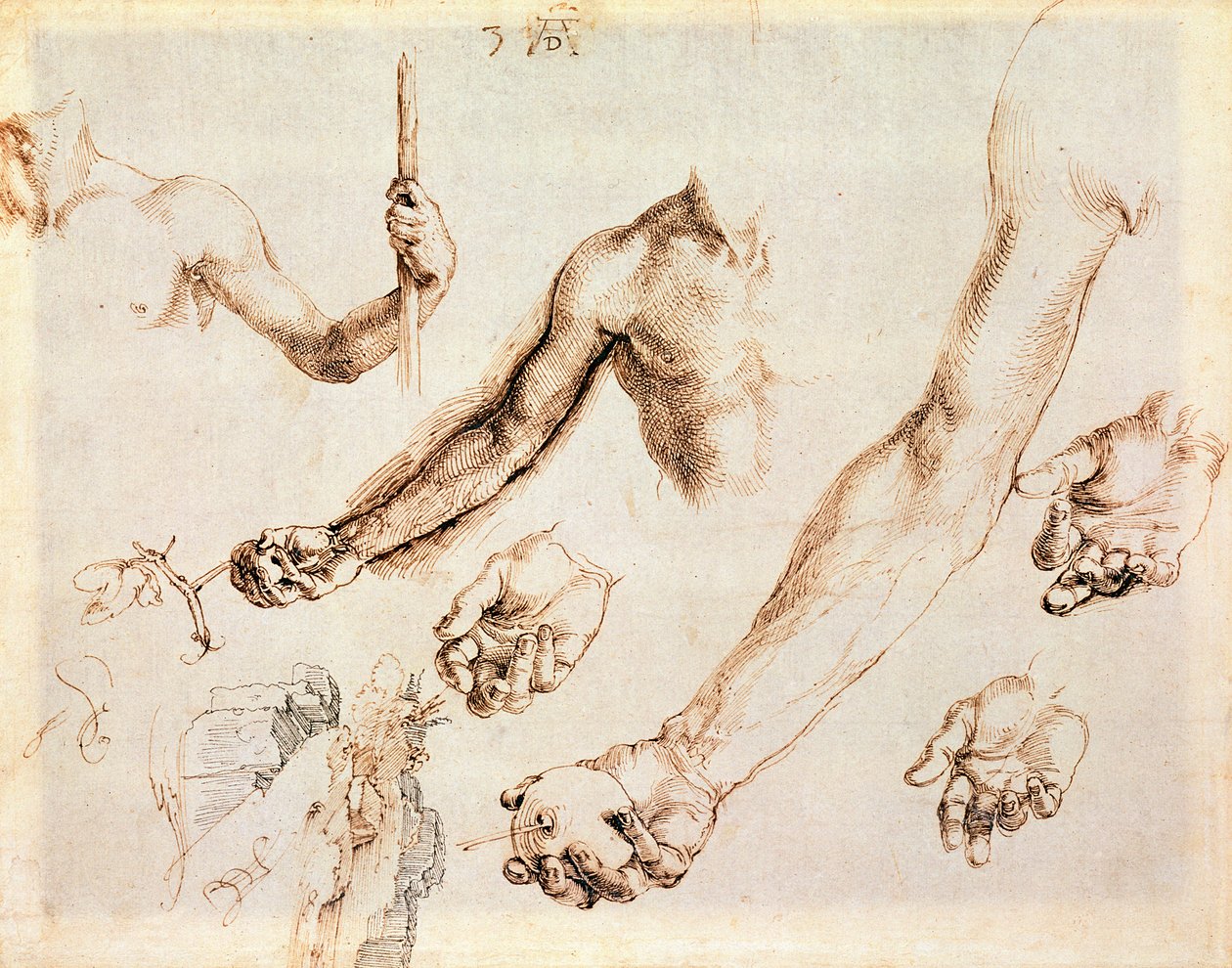 Studio di mani e braccia maschili da Albrecht Dürer