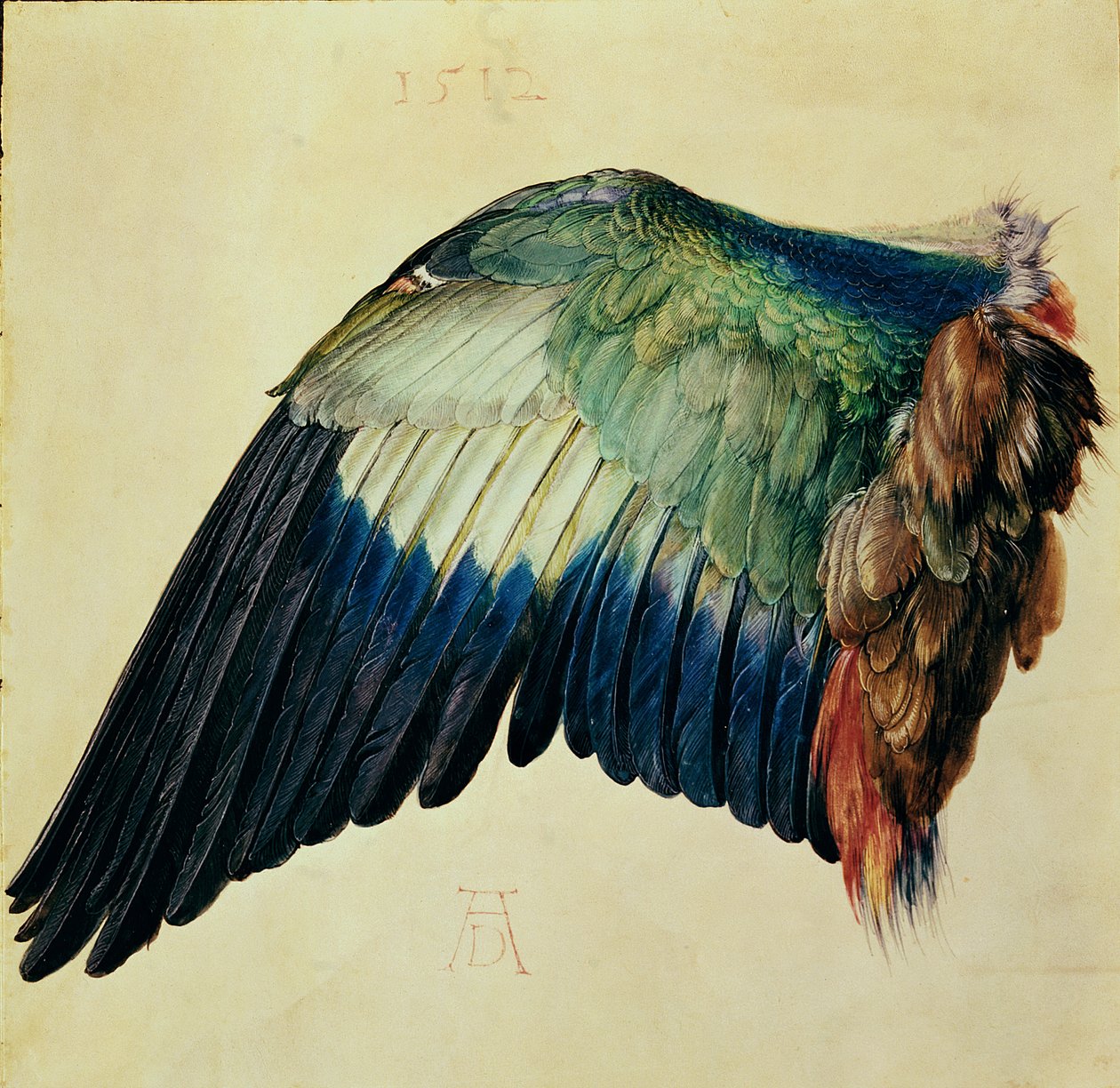 Ala di un Ghiandaia Blu, 1512 da Albrecht Dürer
