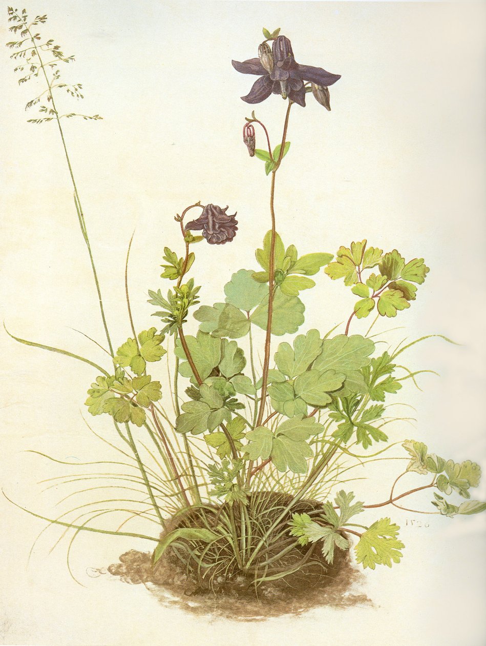 Aquilegia, 1526 da Albrecht Dürer