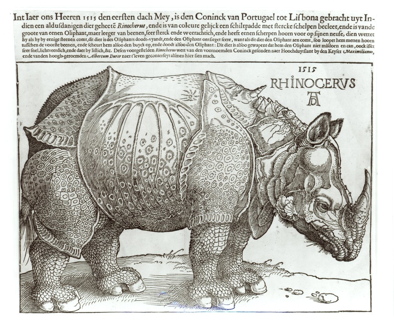 Rinoceronte, stampa donata a Massimiliano I (1459-1519) dal re di Lisbona (1495-1521), 1515 da Albrecht Dürer