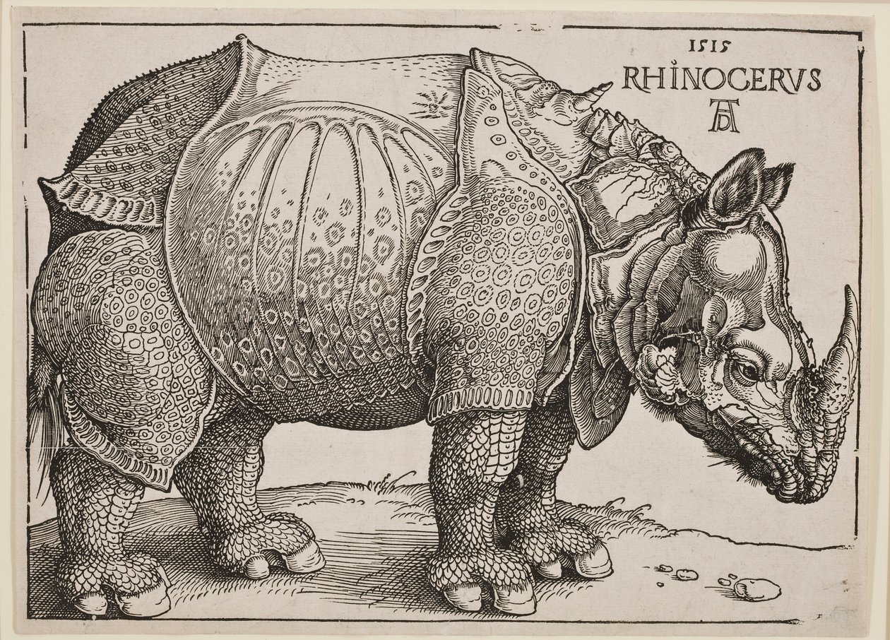 Il rinoceronte, 1515 da Albrecht Dürer