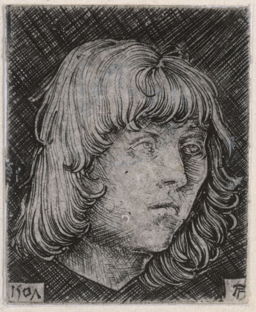 Testa di un giovane uomo da Albrecht Altdorfer