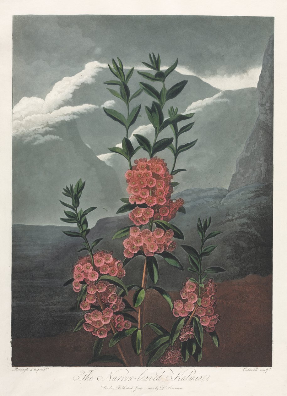 Il Tempio di Flora, o Giardino della Natura: Il Kalmia a Foglie Strette da Albrecht Altdorfer