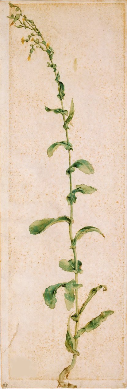 Una pianta di tabacco, primo quarto del XVI secolo da Albrecht Dürer