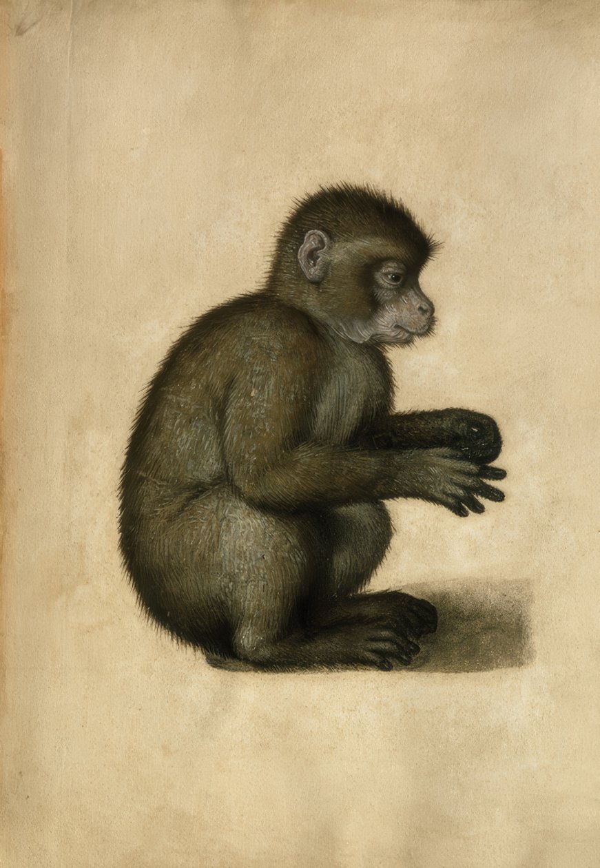 Scimmia da Albrecht Dürer