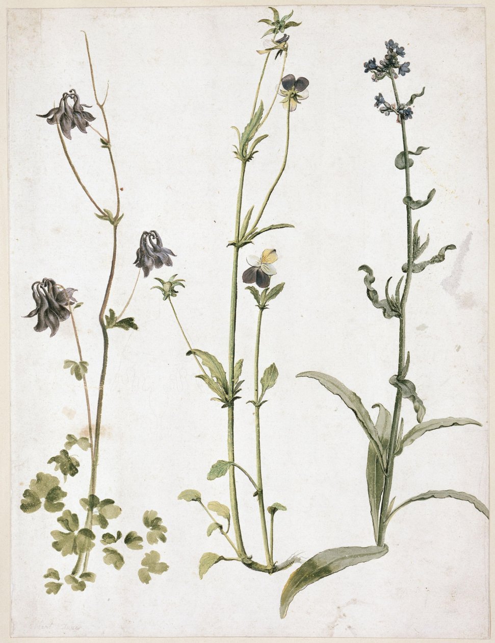 Aquilegia, viola del pensiero e buglossa da Albrecht Dürer