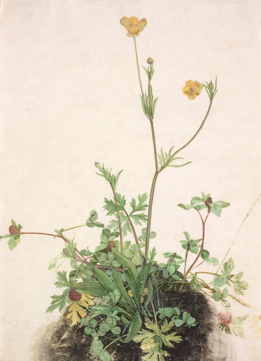 Ranuncoli, trifoglio rosso e piantaggine da Albrecht Dürer
