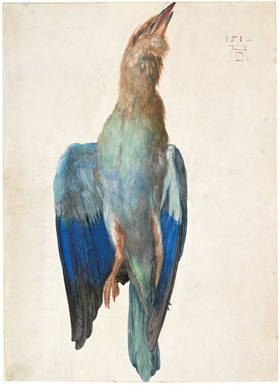 Ghiandaia Blu Morta, 1500 o 1512 da Albrecht Dürer