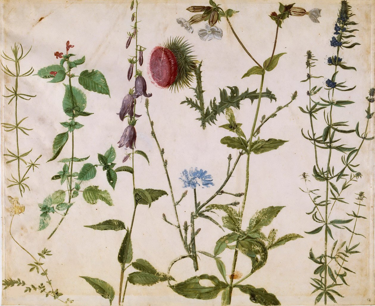 Otto studi di fiori selvatici, ca 1515-1520 da Albrecht Dürer
