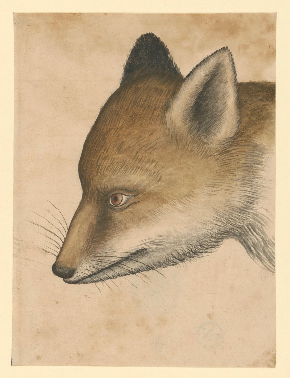 Testa di volpe, verso sinistra da Albrecht Dürer