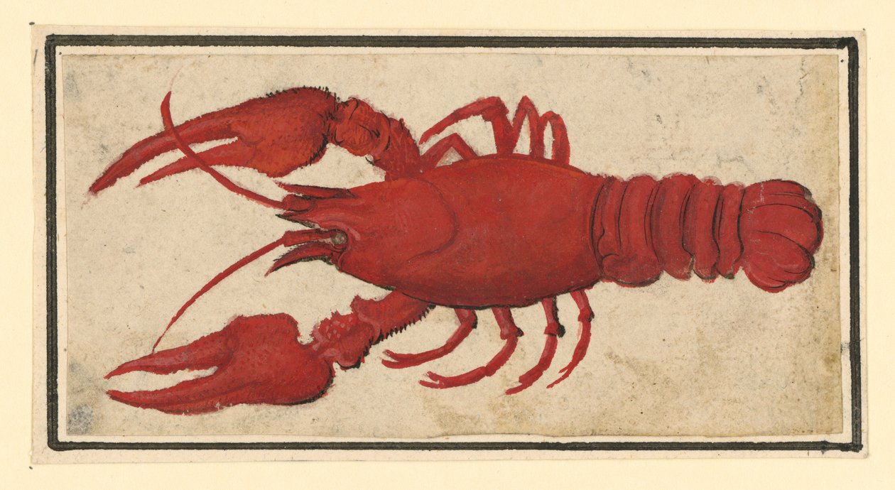 Gambero cotto, rivolto a sinistra da Albrecht Dürer