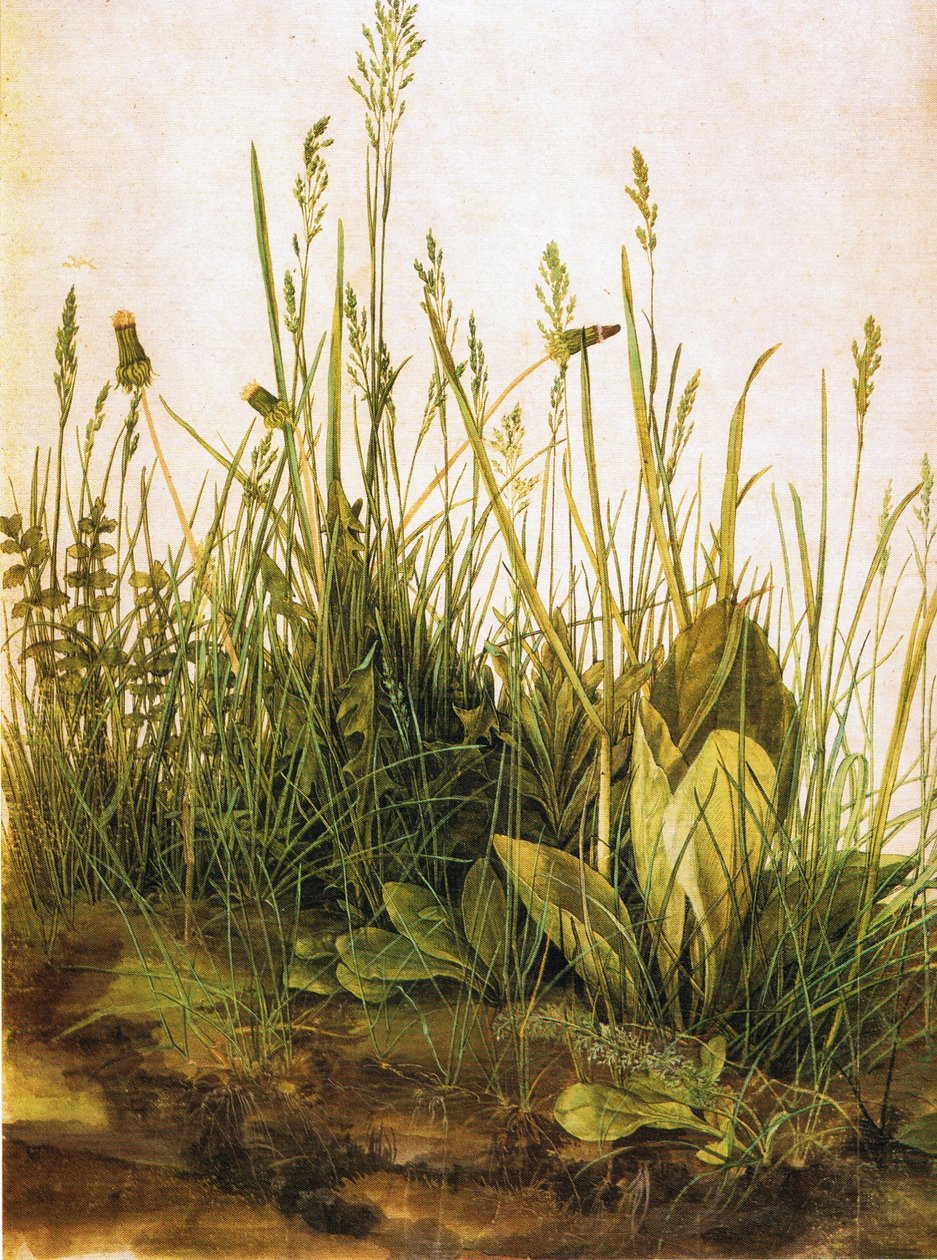 Tedesco: Das große Rasenstück Il grande tappeto erboso da Albrecht Dürer