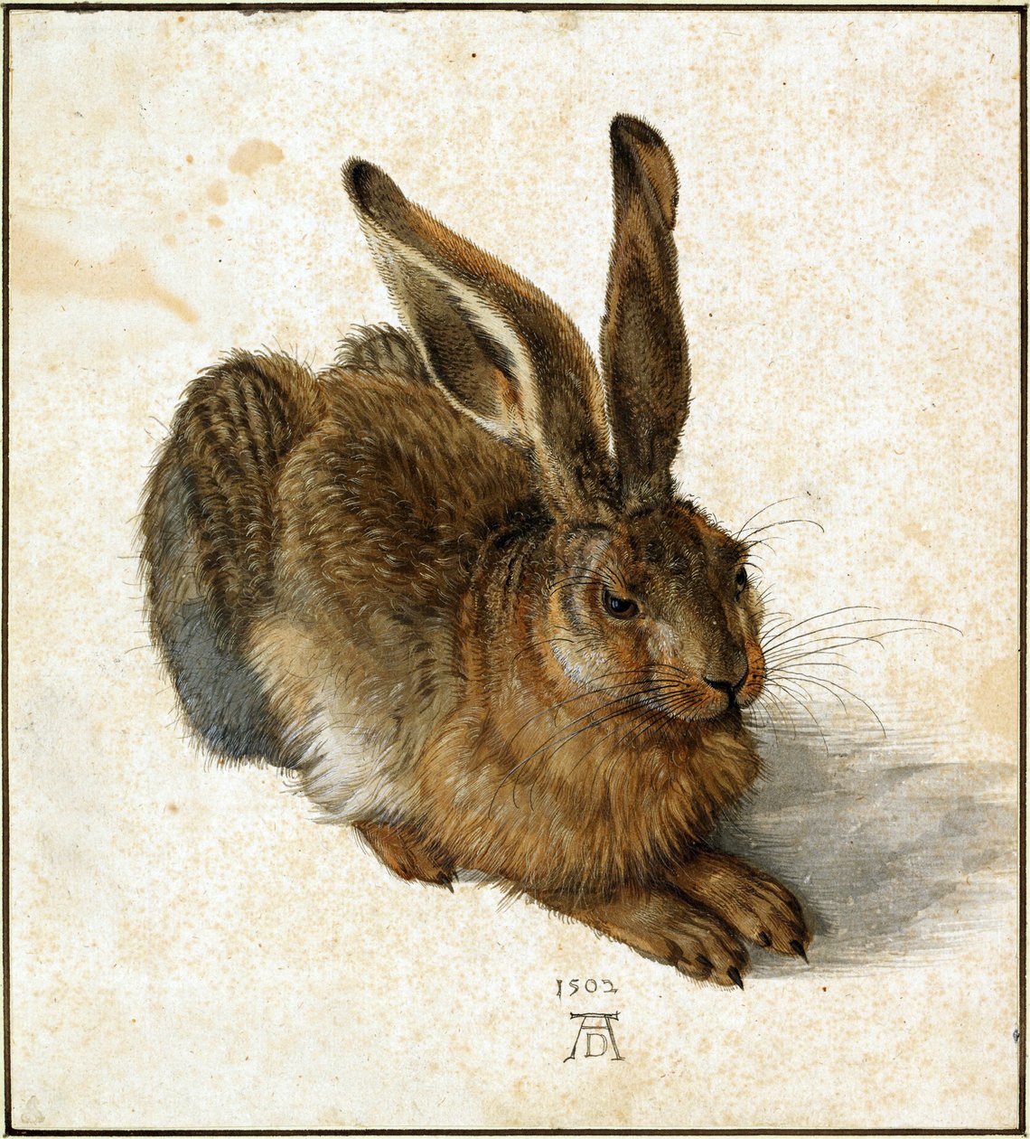 Tedesco: Feldhase Giovane lepre da Albrecht Dürer