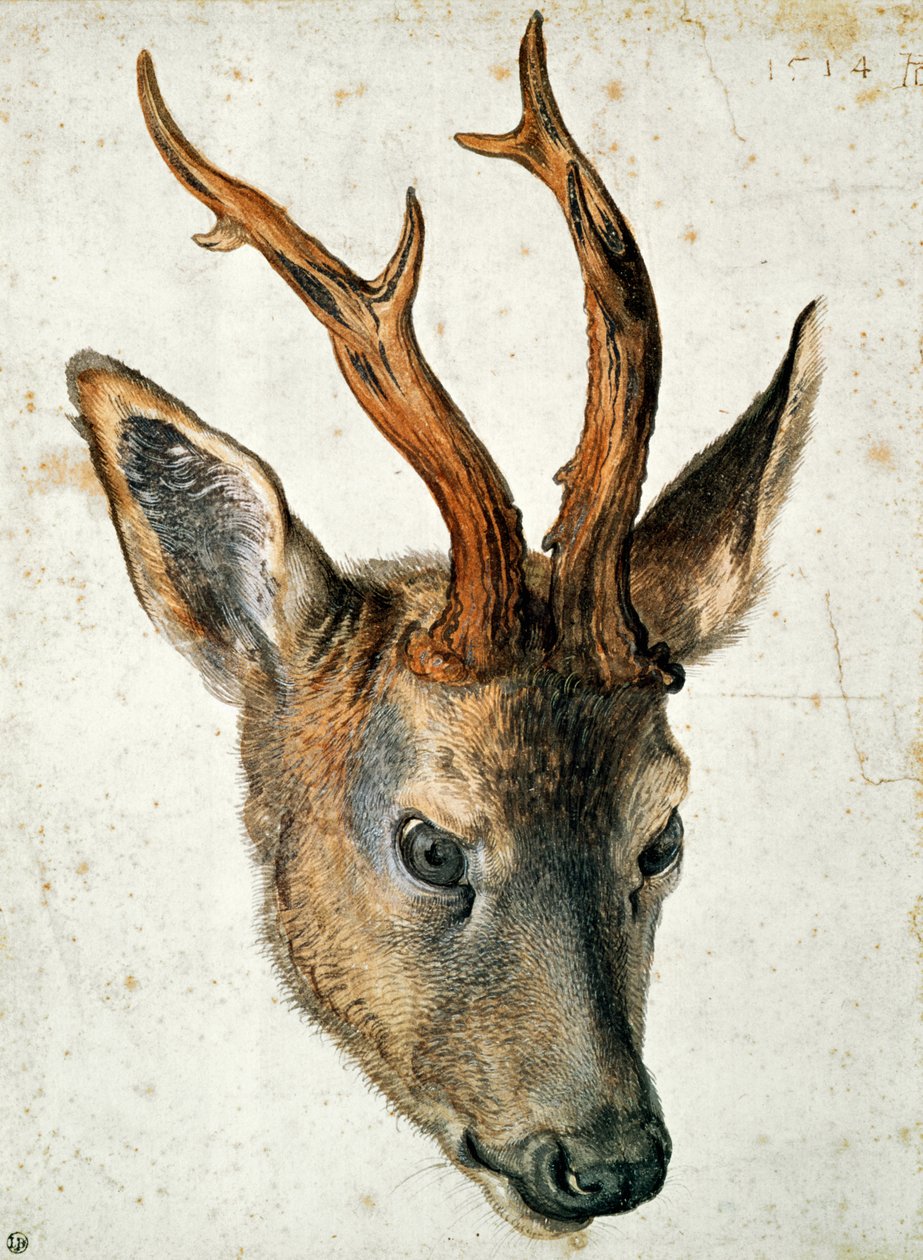 Testa di un capriolo da Albrecht Dürer