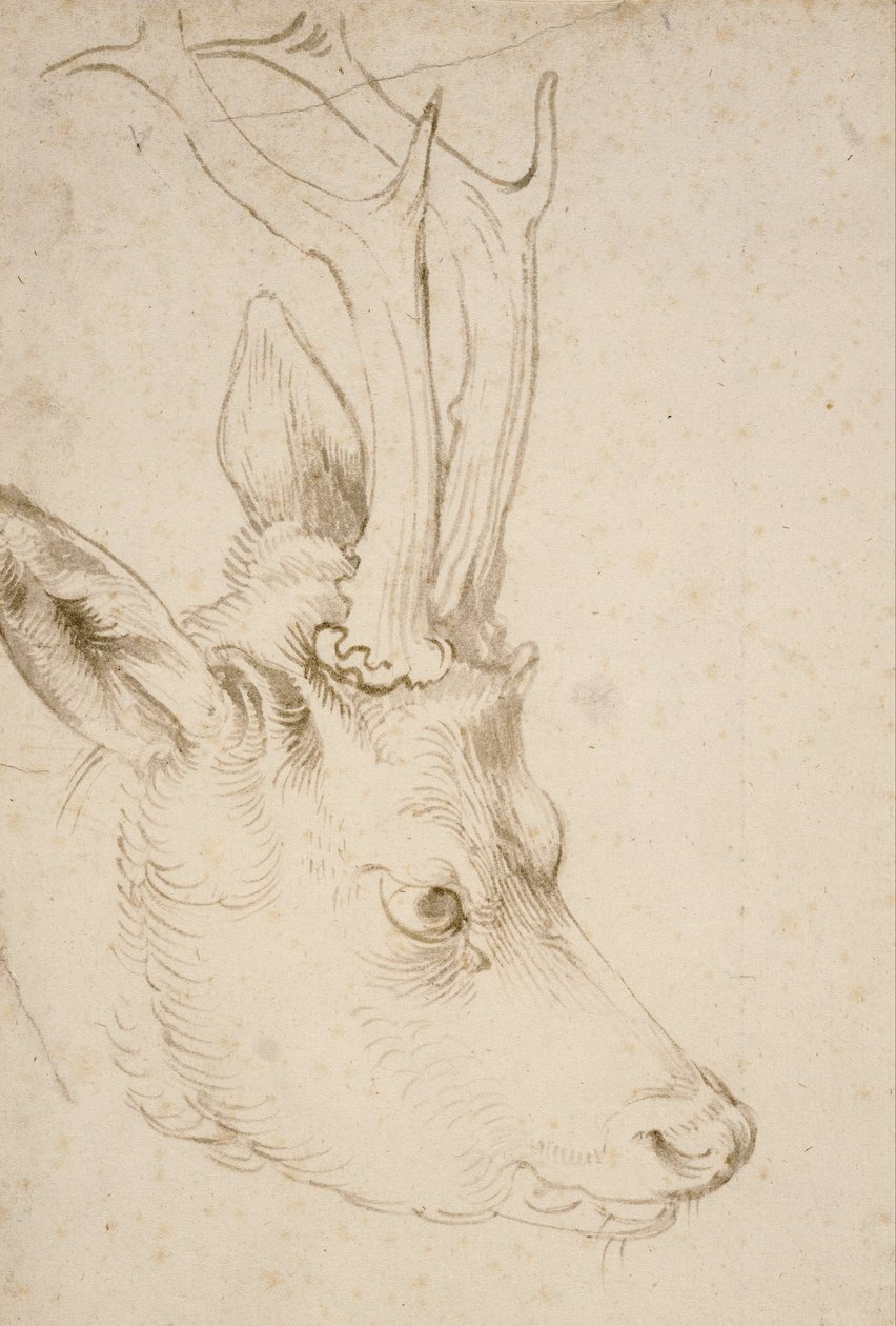 Testa di un Roebuck da Albrecht Dürer