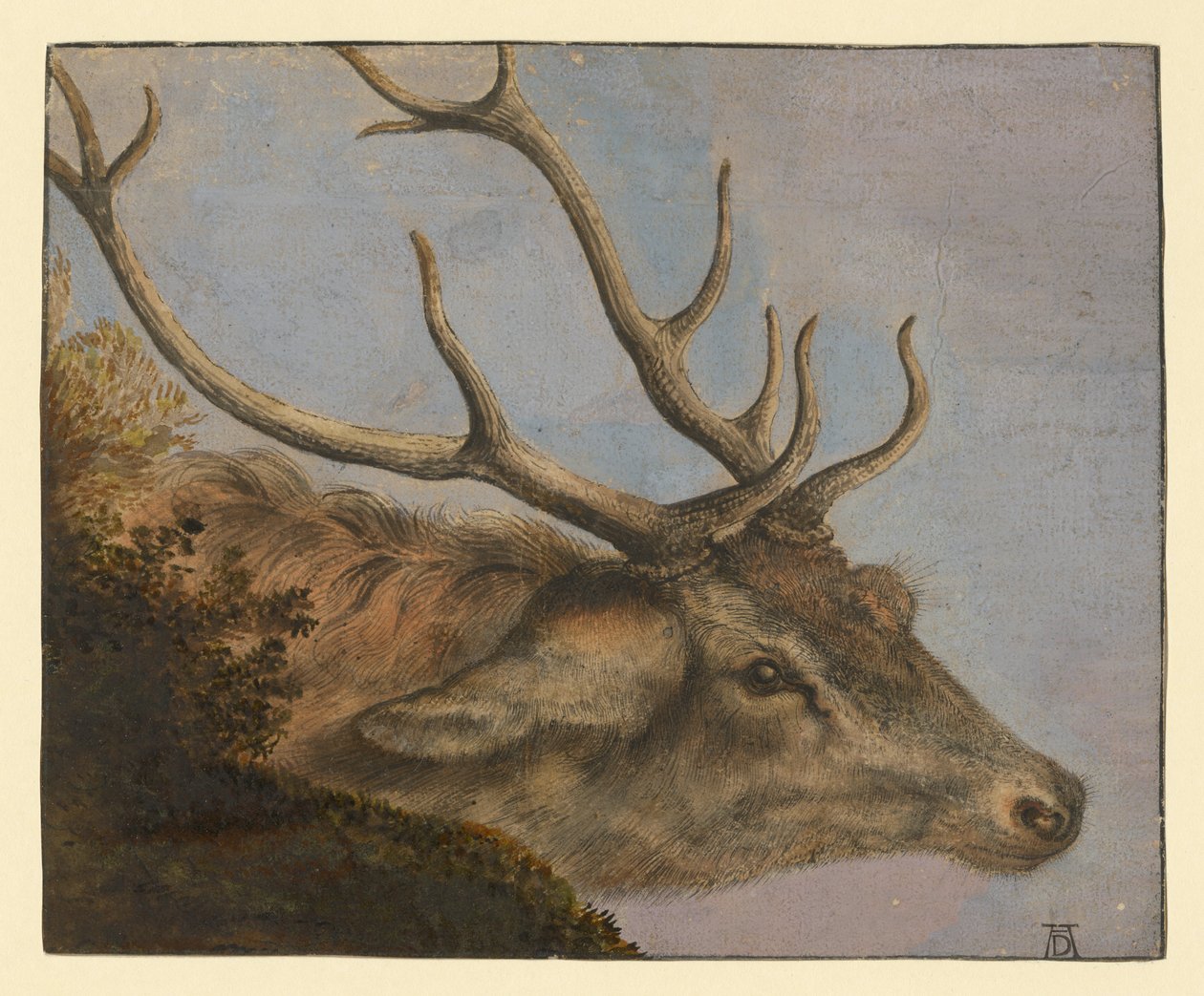 Testa di cervo da Albrecht Dürer