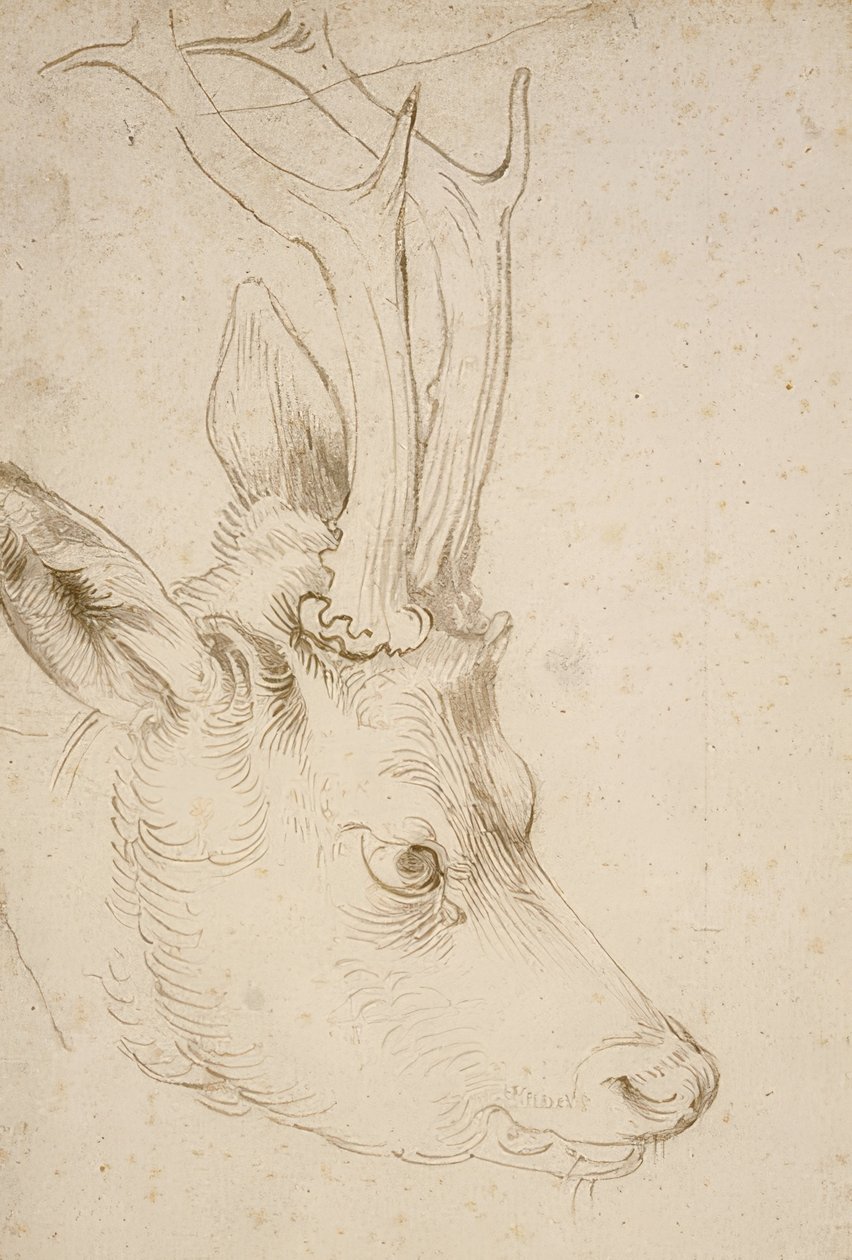 Testa di un capriolo da Albrecht Dürer