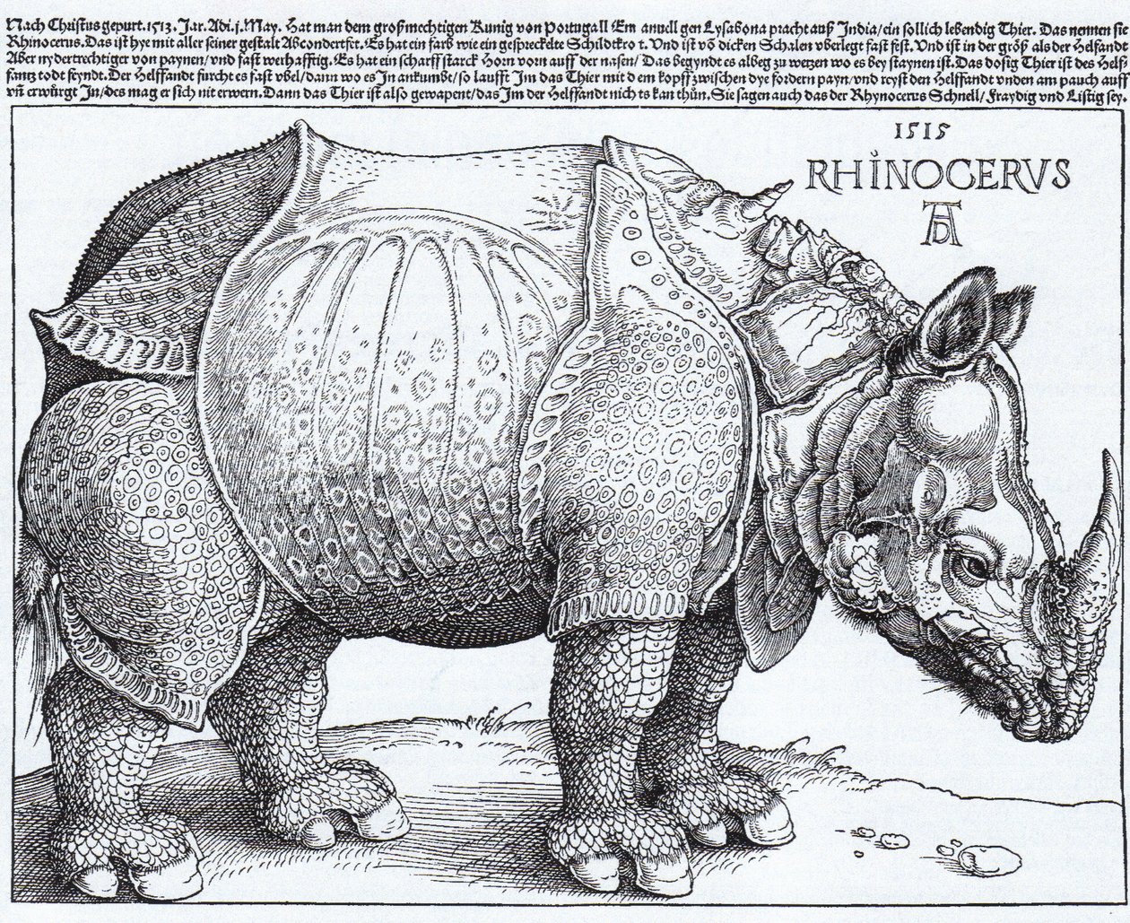 Latino:  Rhinocerus Il rinoceronte da Albrecht Dürer