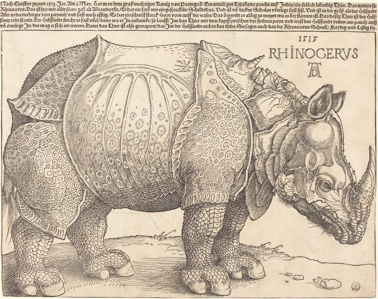 Latino:  Rhinocerus Il rinoceronte da Albrecht Dürer