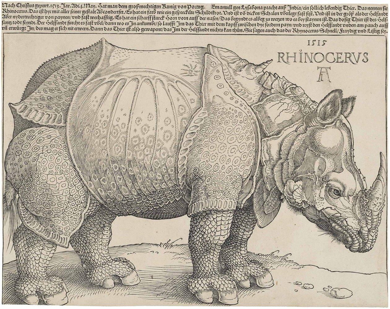 Latino:  Rhinocerus Il rinoceronte da Albrecht Dürer