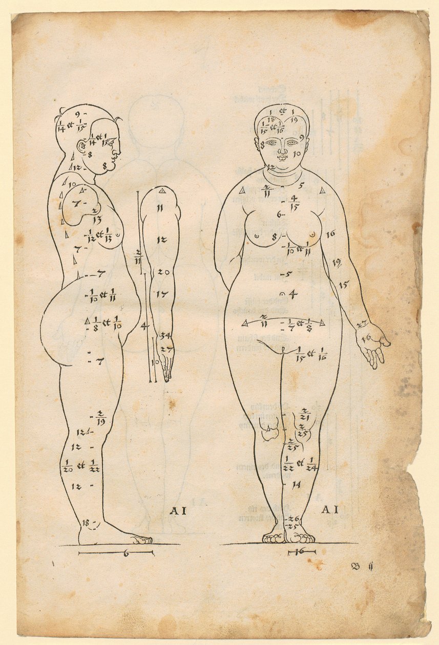 Vista laterale e frontale della donna di 7 lunghezze di testa (tipo AI), braccio in vista laterale, tratto da "La teoria delle proporzioni" da Albrecht Dürer
