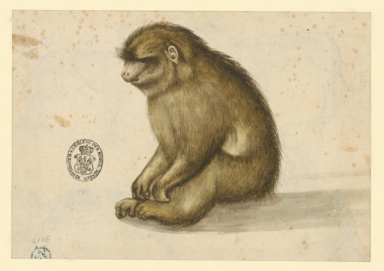 Scimmia seduta da Albrecht Dürer
