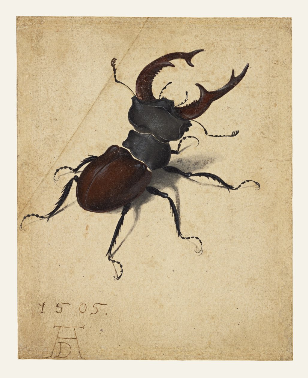 Cocciniglia da Albrecht Dürer