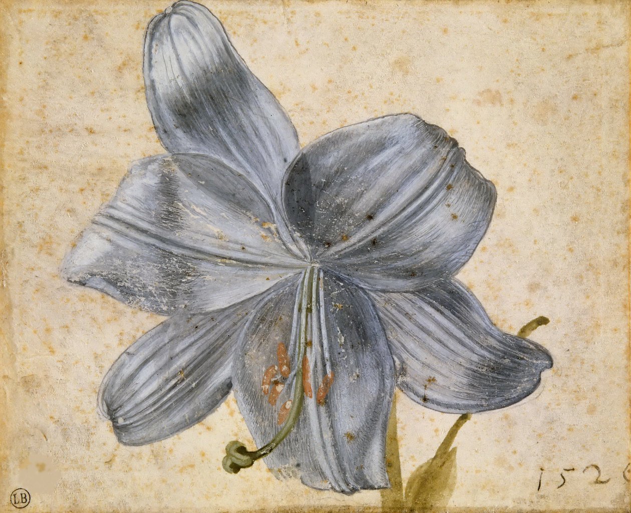 Studio di un giglio, 1526 da Albrecht Dürer