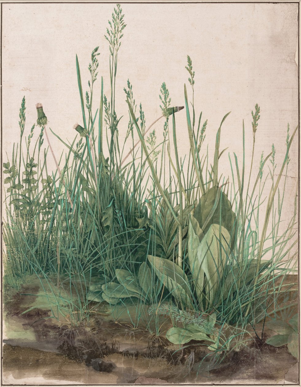 Il grande pezzo di erba da Albrecht Dürer