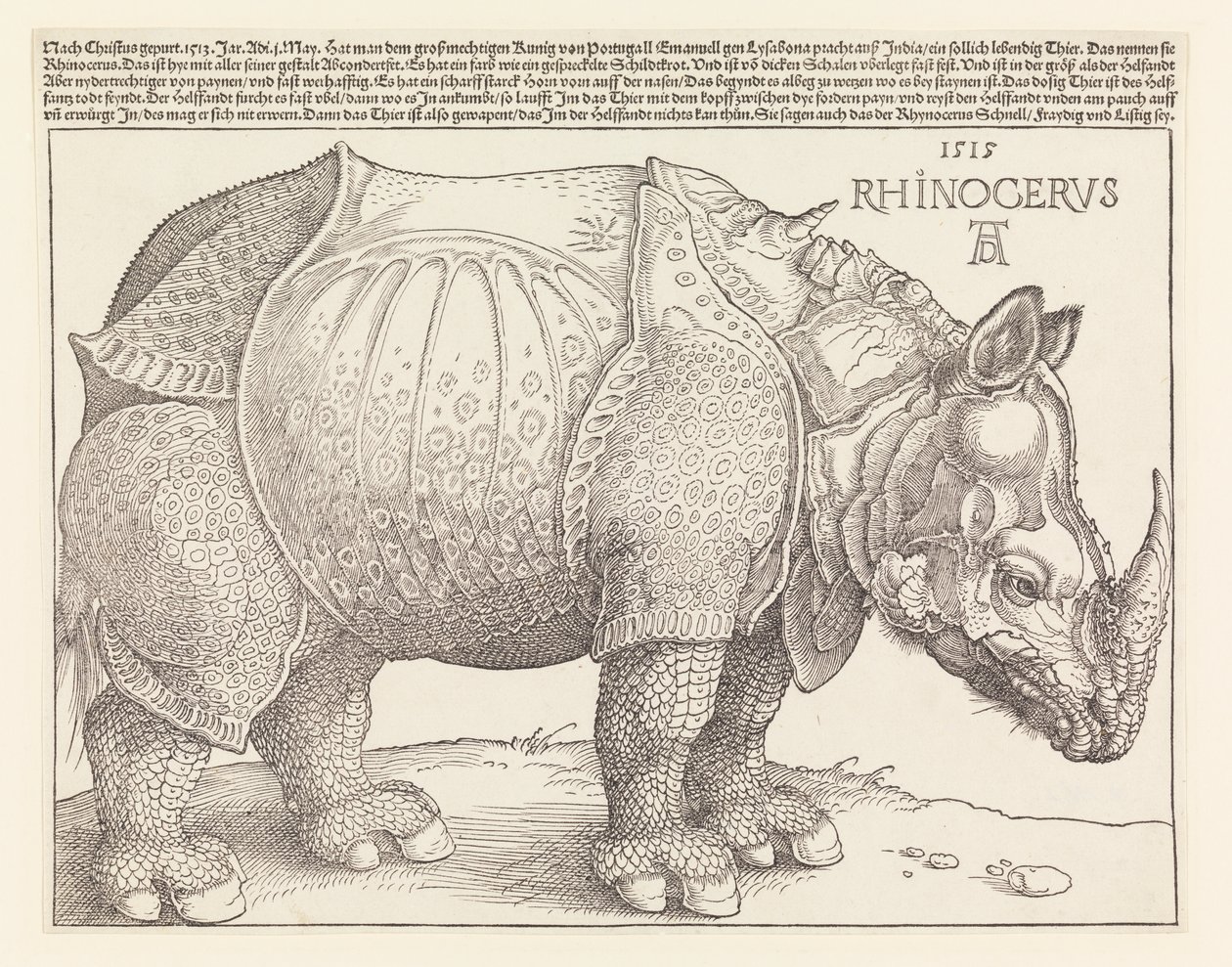 Il rinoceronte da Albrecht Dürer