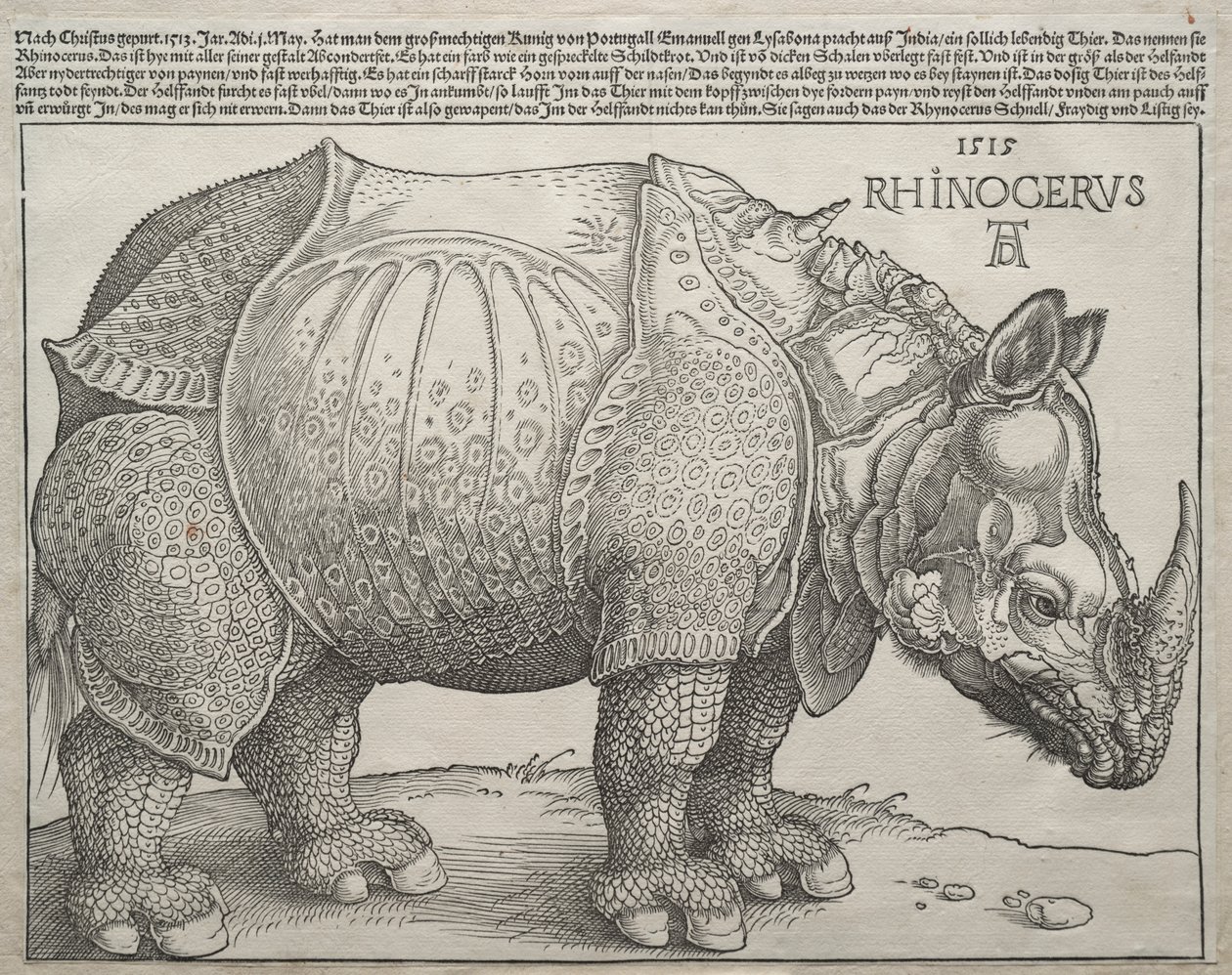 Il rinoceronte da Albrecht Dürer