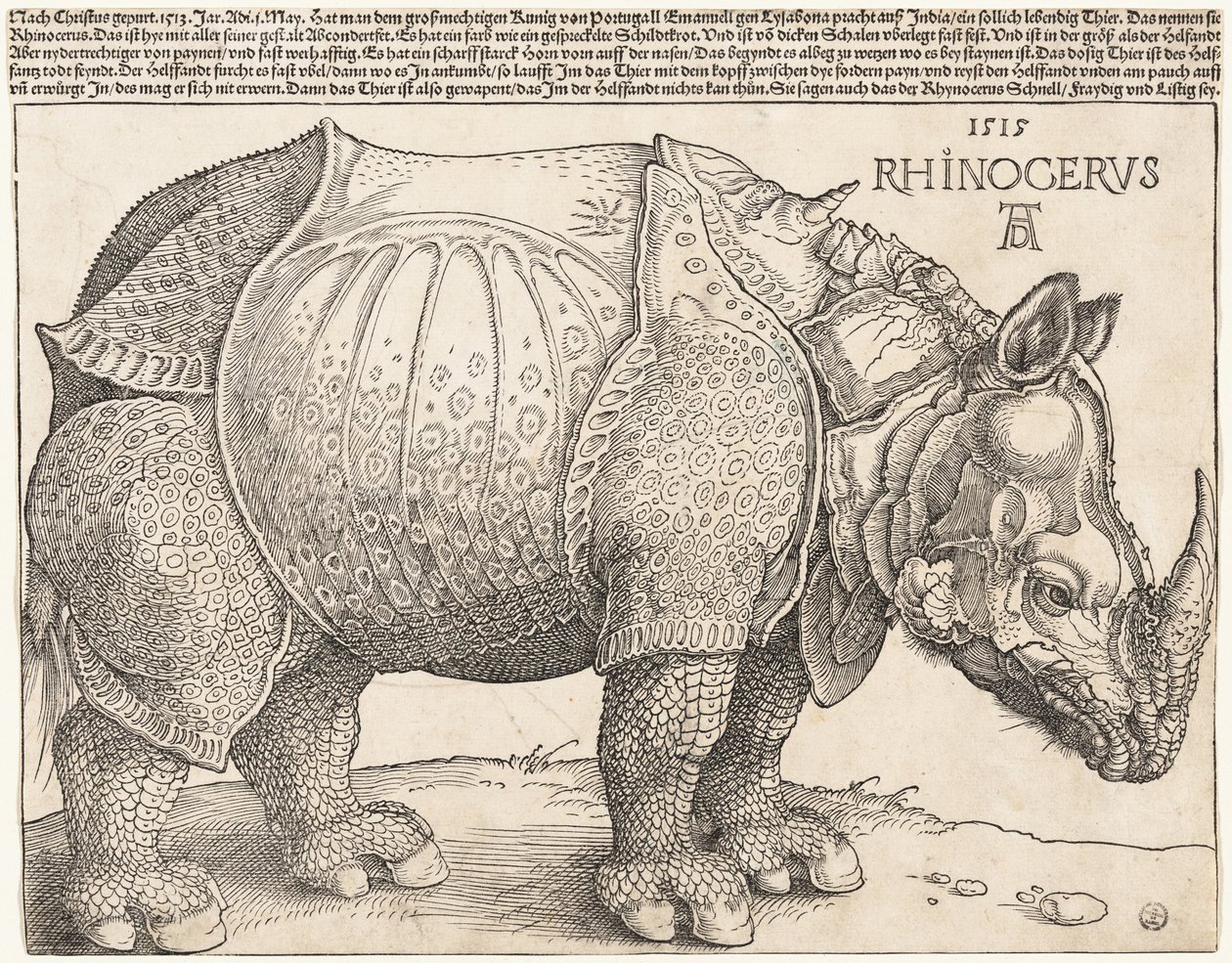 Il rinoceronte da Albrecht Dürer