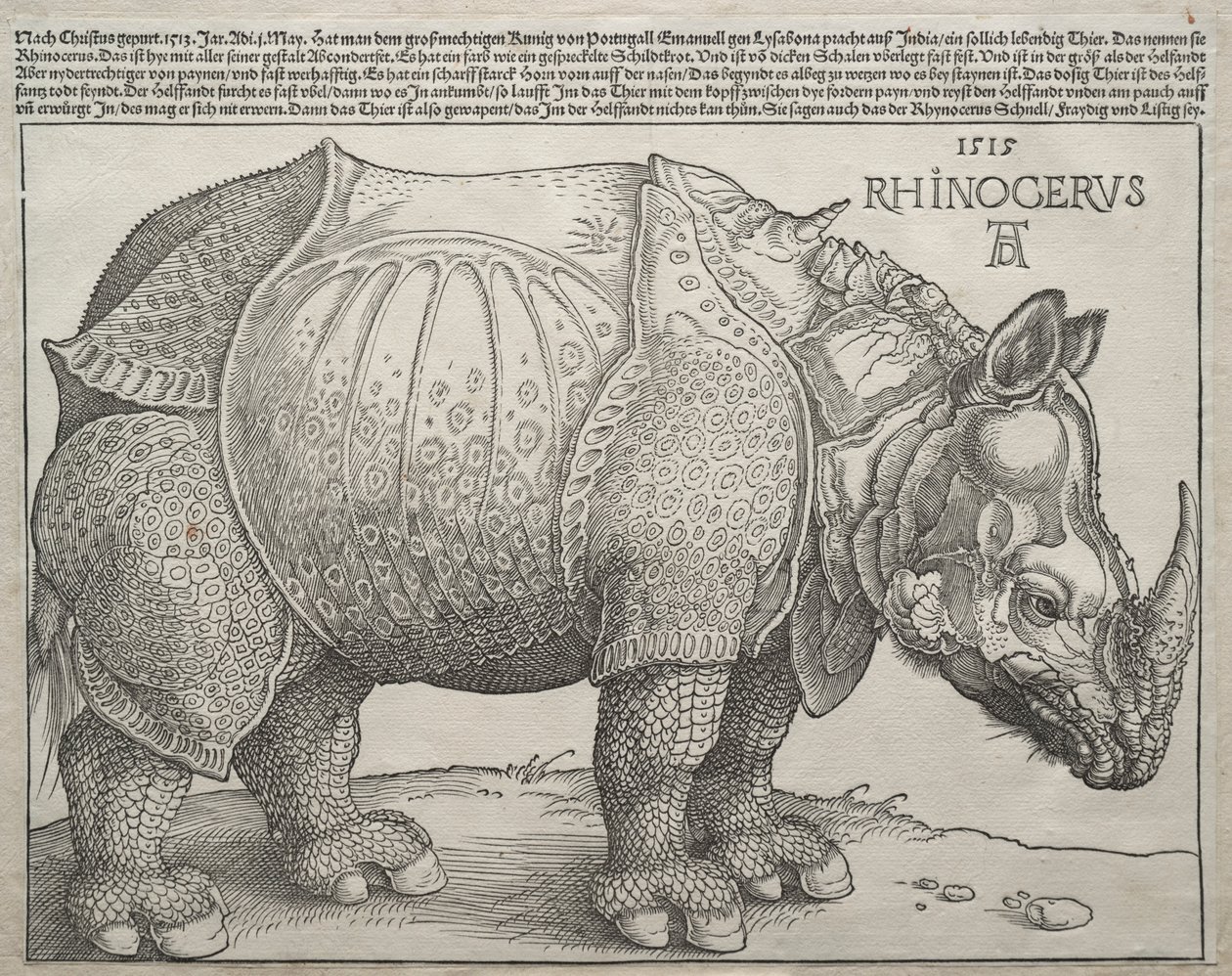 Il Rinoceronte, 1515 da Albrecht Dürer