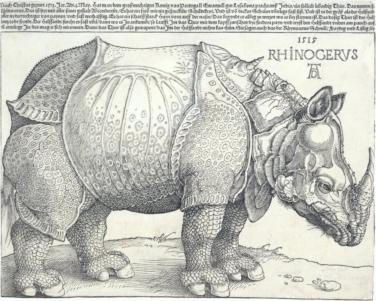 Il rinoceronte, 1515 da Albrecht Dürer