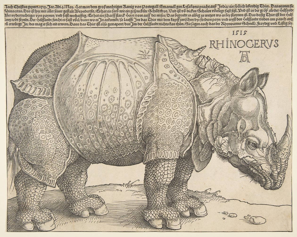 Il rinoceronte da Albrecht Dürer