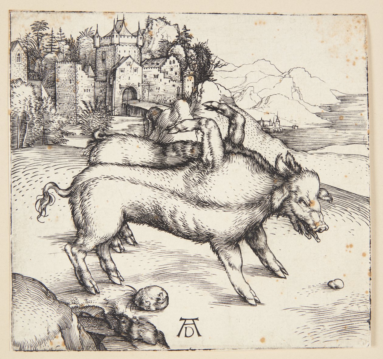 La scrofa mostruosa di Landser da Albrecht Dürer