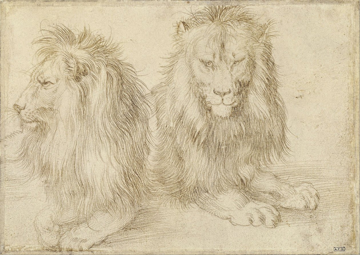 Due leoni seduti da Albrecht Dürer