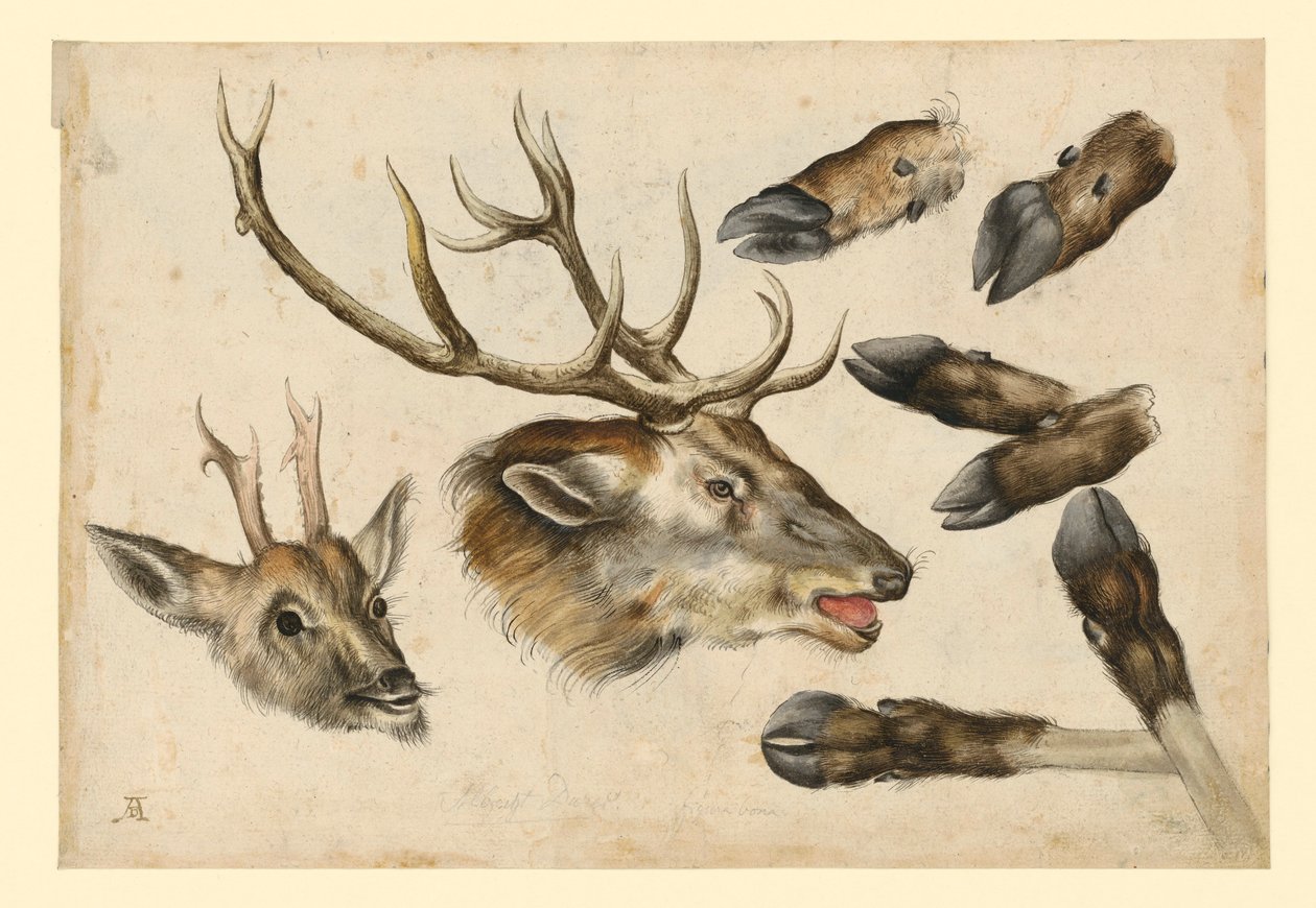 Due teste di cervo, rivolte verso destra, e 6 canne da Albrecht Dürer