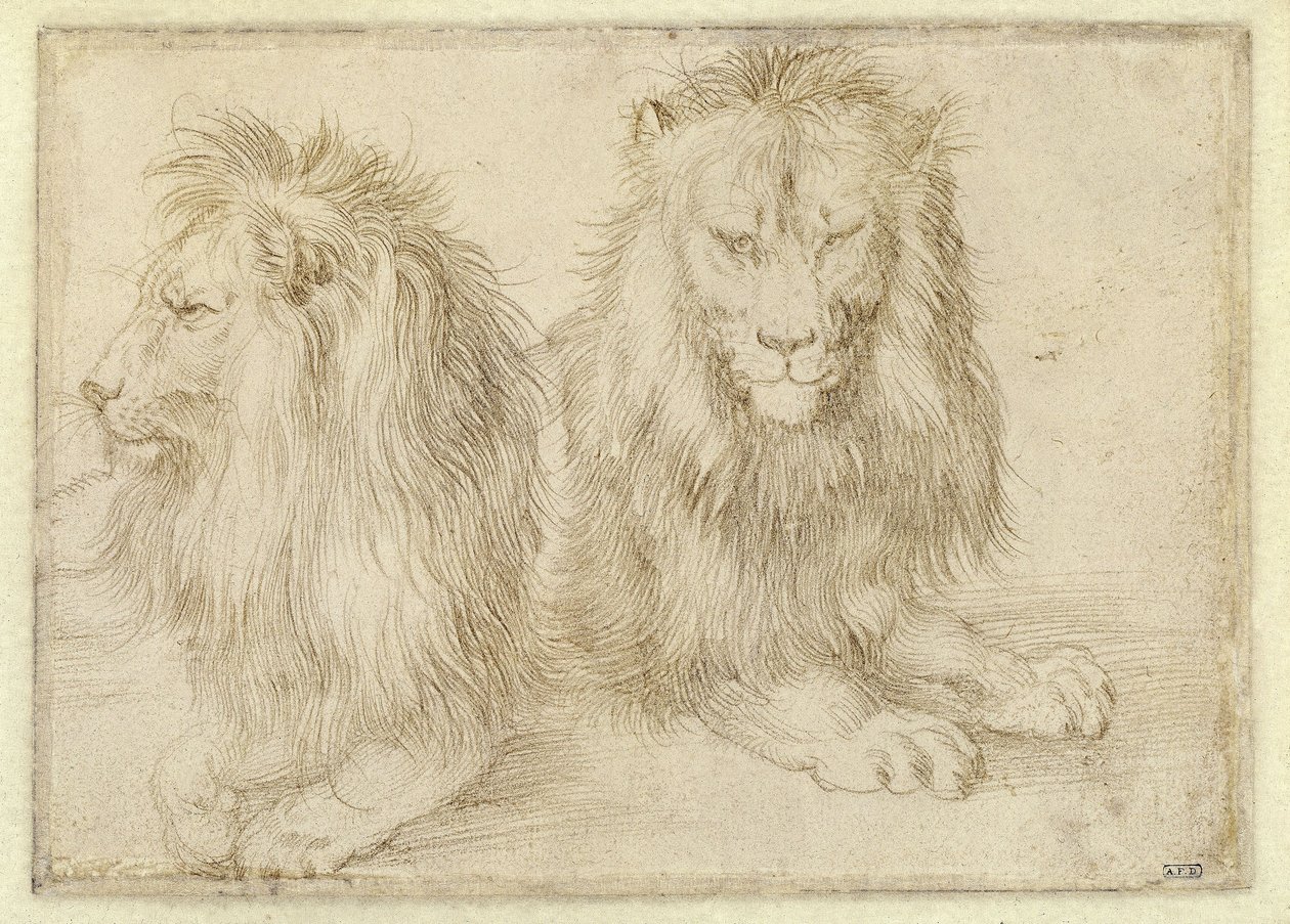Due leoni distesi da Albrecht Dürer