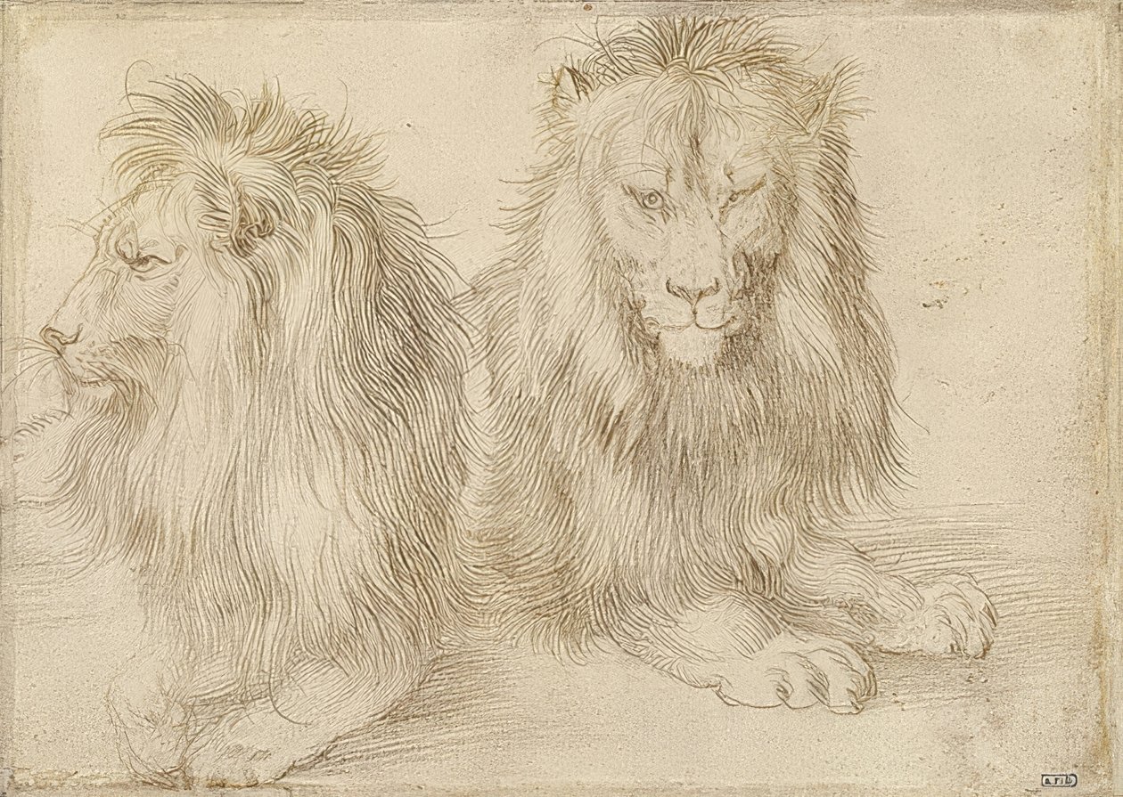 Due leoni sdraiati da Albrecht Dürer