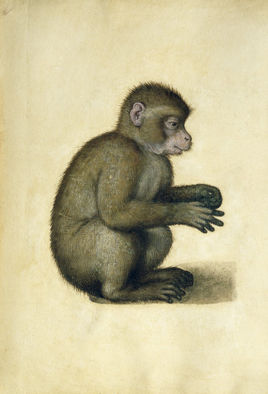 Una scimmia da Albrecht Dürer