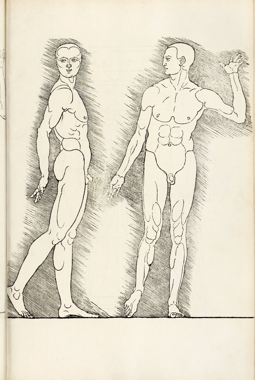 Xilografia anatomica da Hierinn sind begriffen vier bücher von menschlicher Proportion, 1528 da Albrecht Dürer