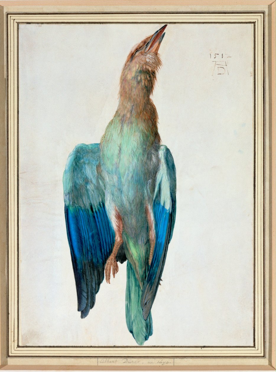 Rullo blu da Albrecht Dürer or Duerer