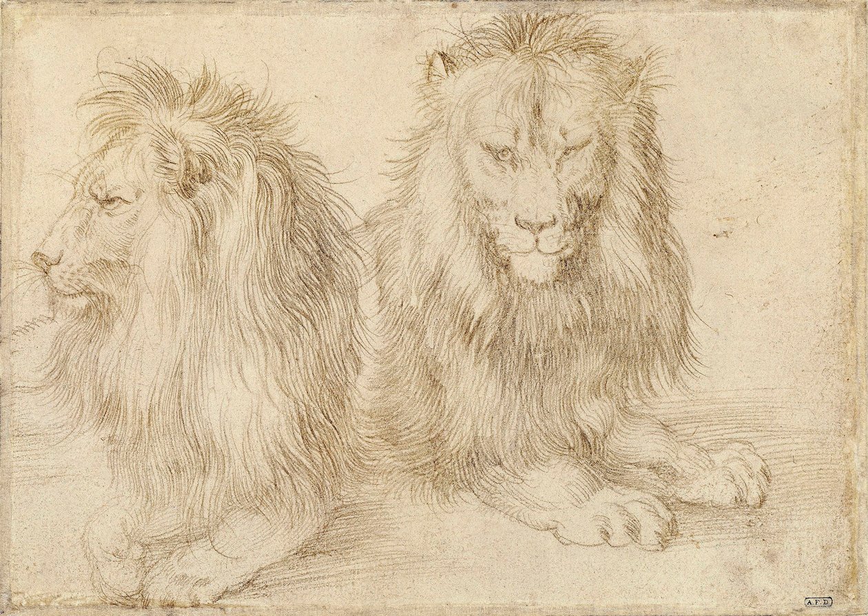 Due leoni seduti da Albrecht Dürer