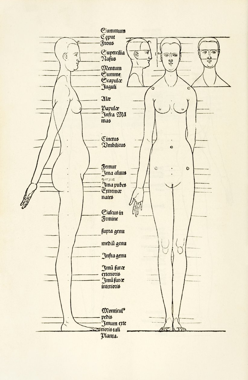Incisione anatomica femminile da 