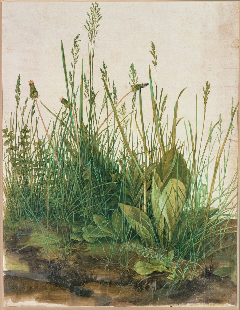 Grande ciuffo di torba - Das grosse Rasenstueck da Albrecht Dürer or Duerer